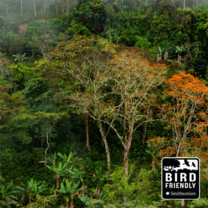 Bird Friendly Coffee